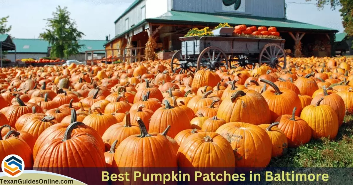 Best Pumpkin Patches in Baltimore
