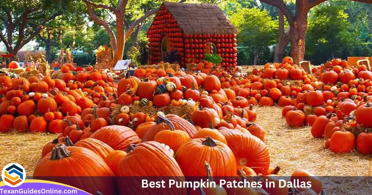 Best Pumpkin Patches in Dallas