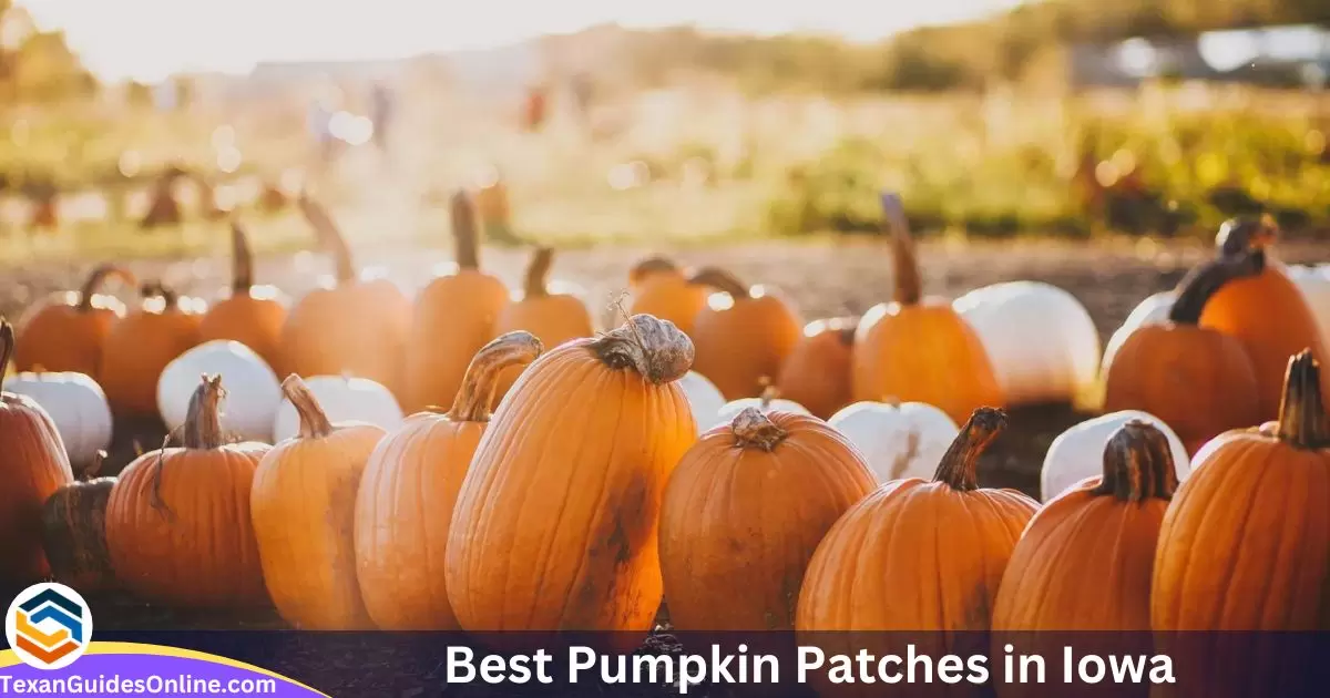 Best Pumpkin Patches in Iowa