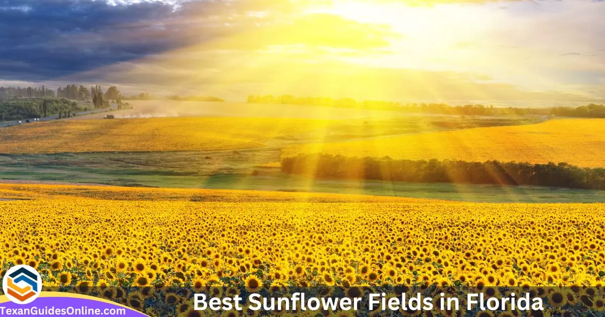 Best Sunflower Fields in Florida