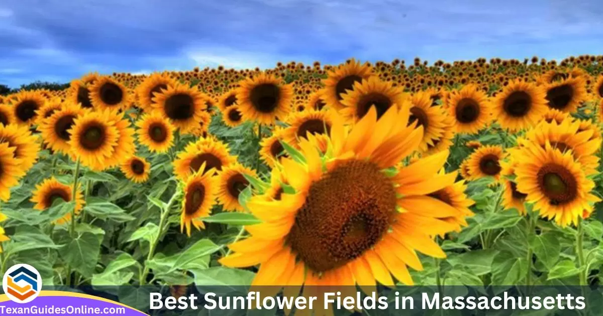 Best Sunflower Fields in Massachusetts
