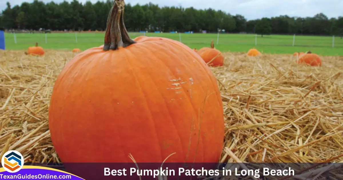 Best Pumpkin Patches in Long Beach