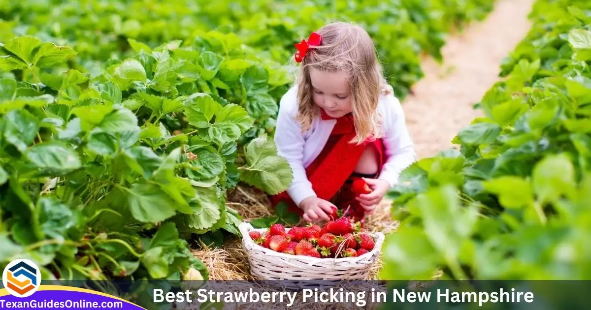Best Strawberry Picking in New Hampshire