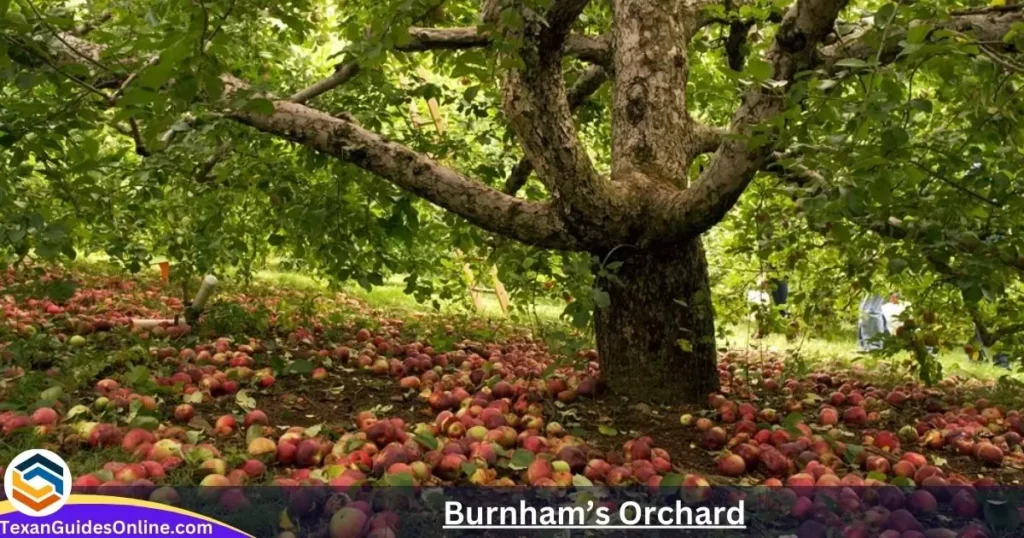 Burnham’s Orchard