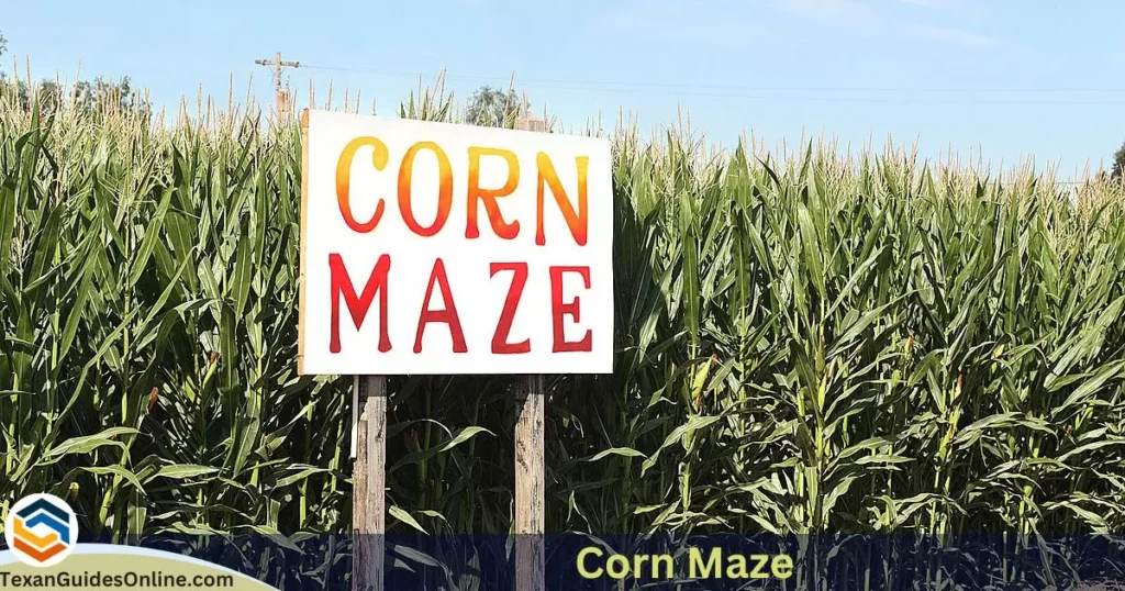 Corn Maze