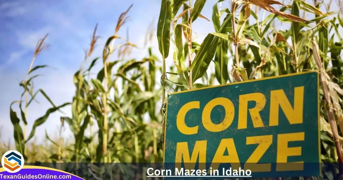 Corn Mazes in Idaho