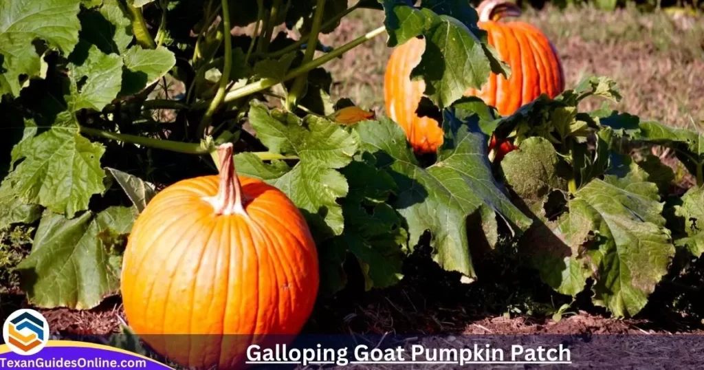 galloping goat pumpkin patch