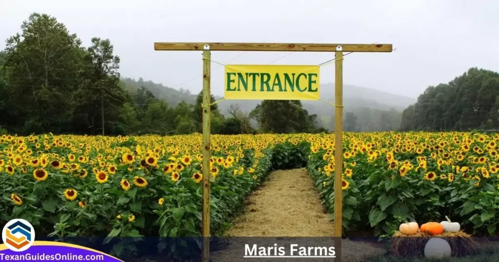 Maris Farms