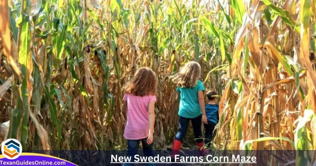 New Sweden Farms Corn Maze