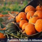 Pumpkin Patches in Albuquerque