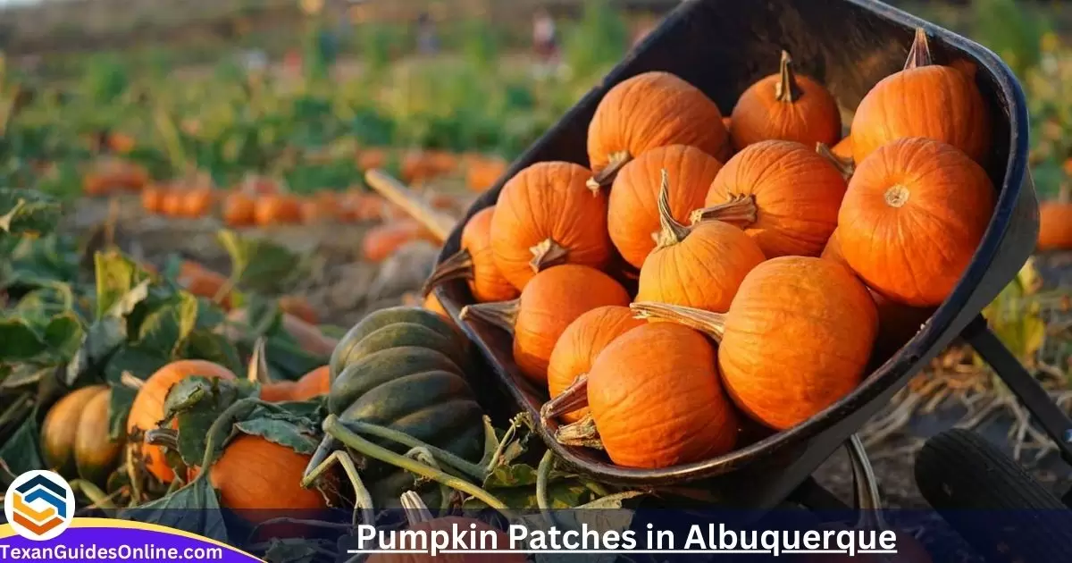Pumpkin Patches in Albuquerque