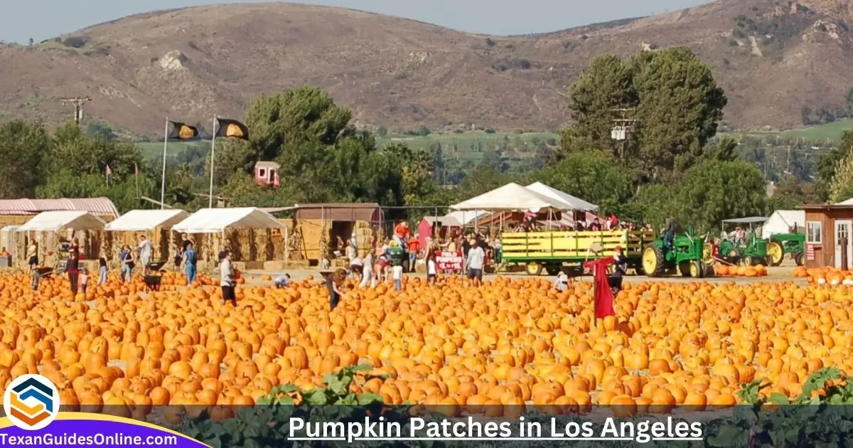 Pumpkin Patches in Los Angeles