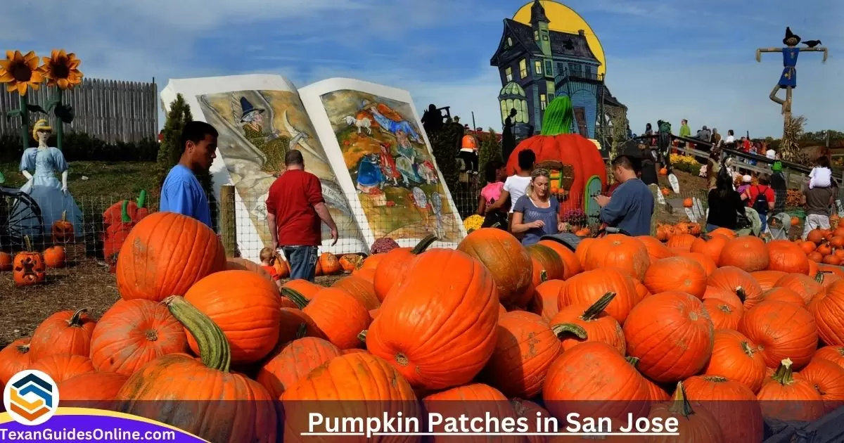 Pumpkin Patches in San Jose