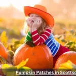 Pumpkin Patches in Scottsdale