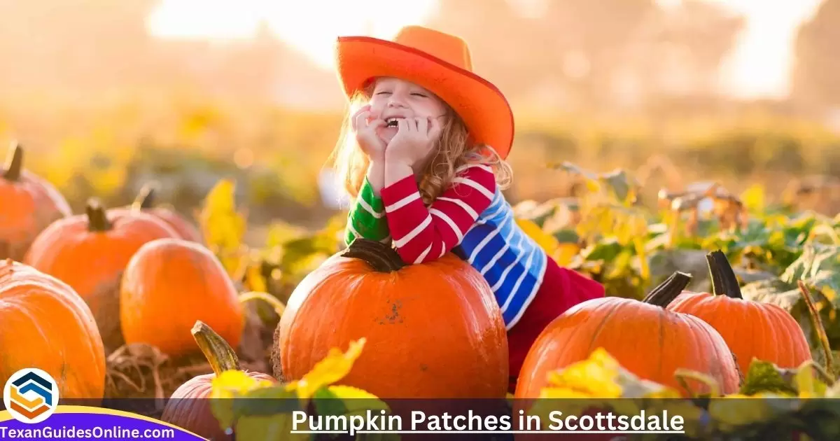 Pumpkin Patches in Scottsdale