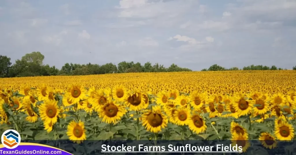 Stocker Farms Sunflower Fields