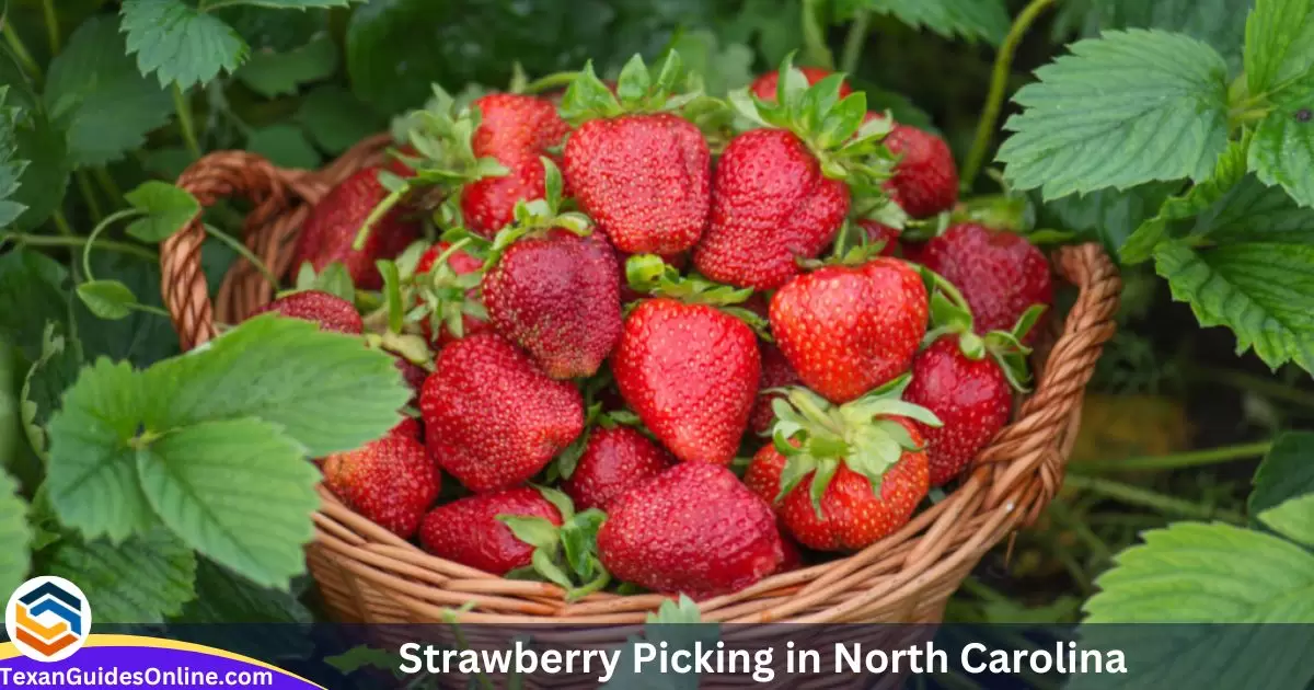 Best Strawberry Picking in North Carolina