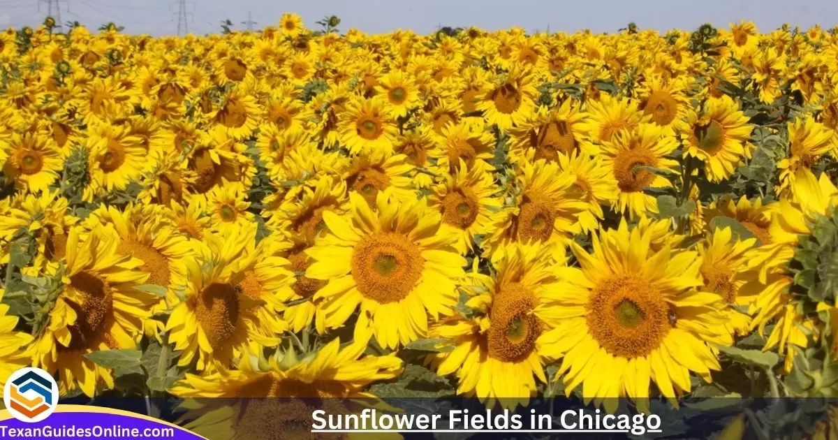 Sunflower Fields in Chicago