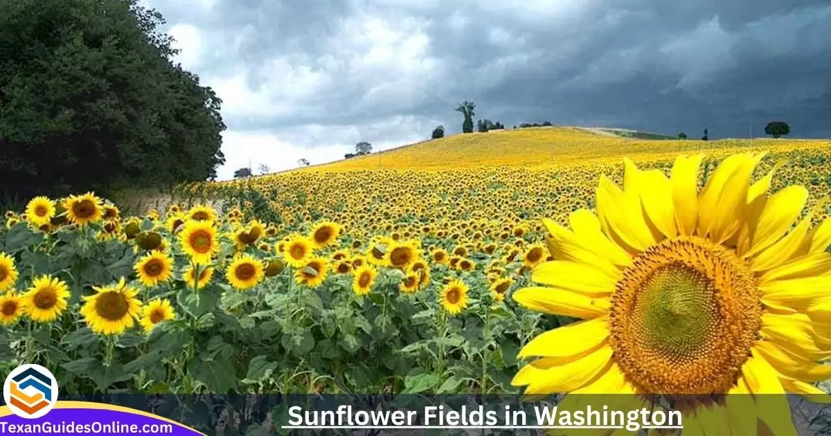 Best Sunflower Fields in Washington