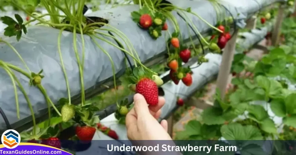 Underwood Strawberry Farm