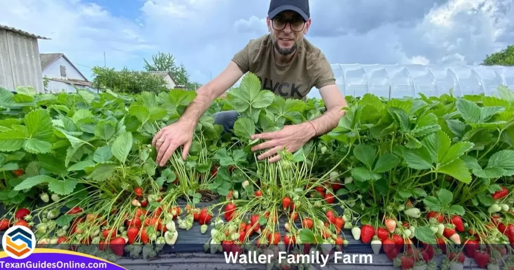 waller family farm